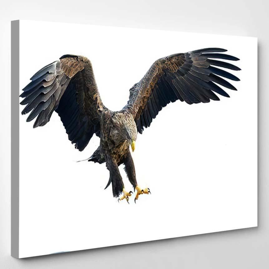 Adult Whitetailed Eagle Flight Isolated On 1 – Eagle Animals Canvas Print