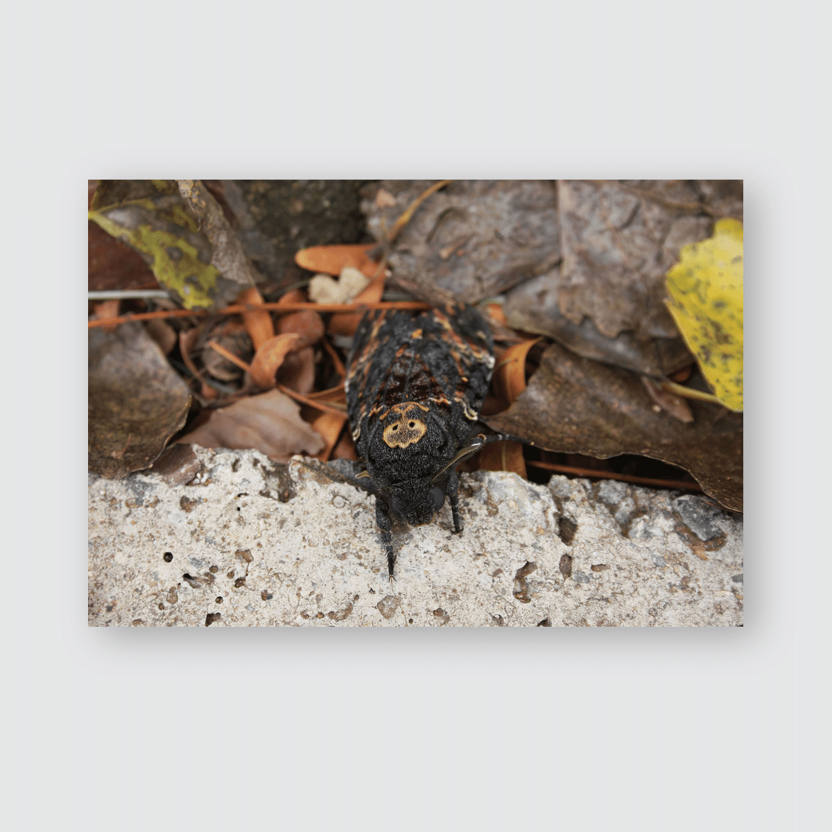 Well Camouflaged African Moth Emerging Undergrowth Poster, Pillow Case, Tumbler, Sticker, Ornament