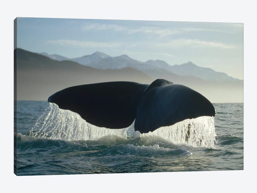 Sperm Whale Tail, New Zealand Canvas Poster 8″x12″ 12×18″ 18″x26″ 24″x36″ 30″x45″