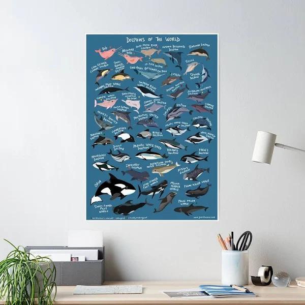 Dolphins Of The World Poster | Redbubble Dolphin Posters