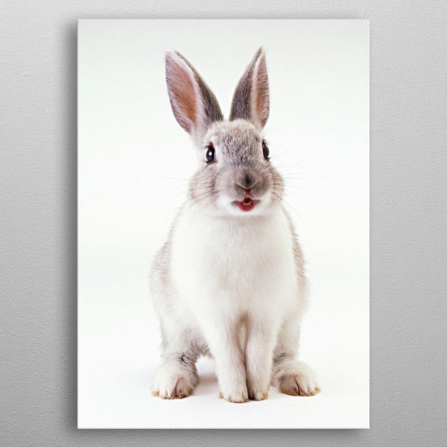 cute Rabbit poster Canvas Poster 8″x12″ 12×18″ 18″x26″ 24″x36″ 30″x45″