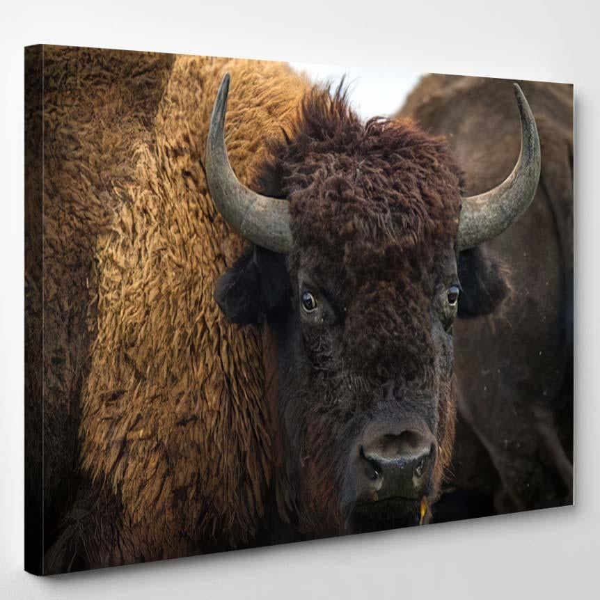 American Bison Buffalo Portrait – Bison Animals Canvas Print