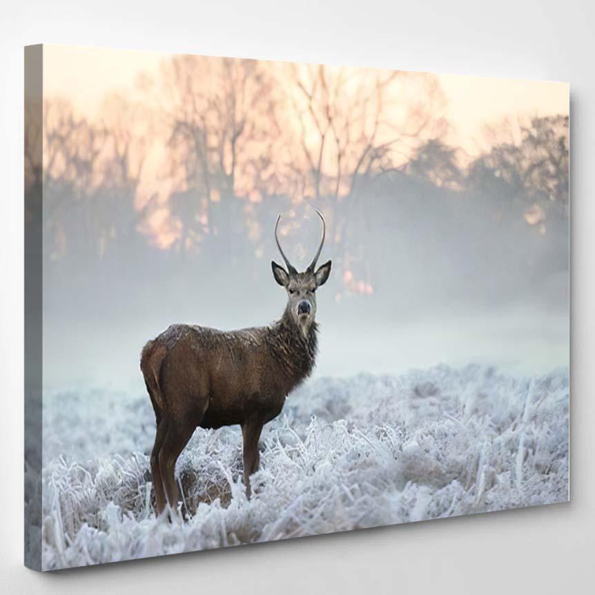 Young Red Deer Buck Standing Frosted – Deer Animals Canvas Print