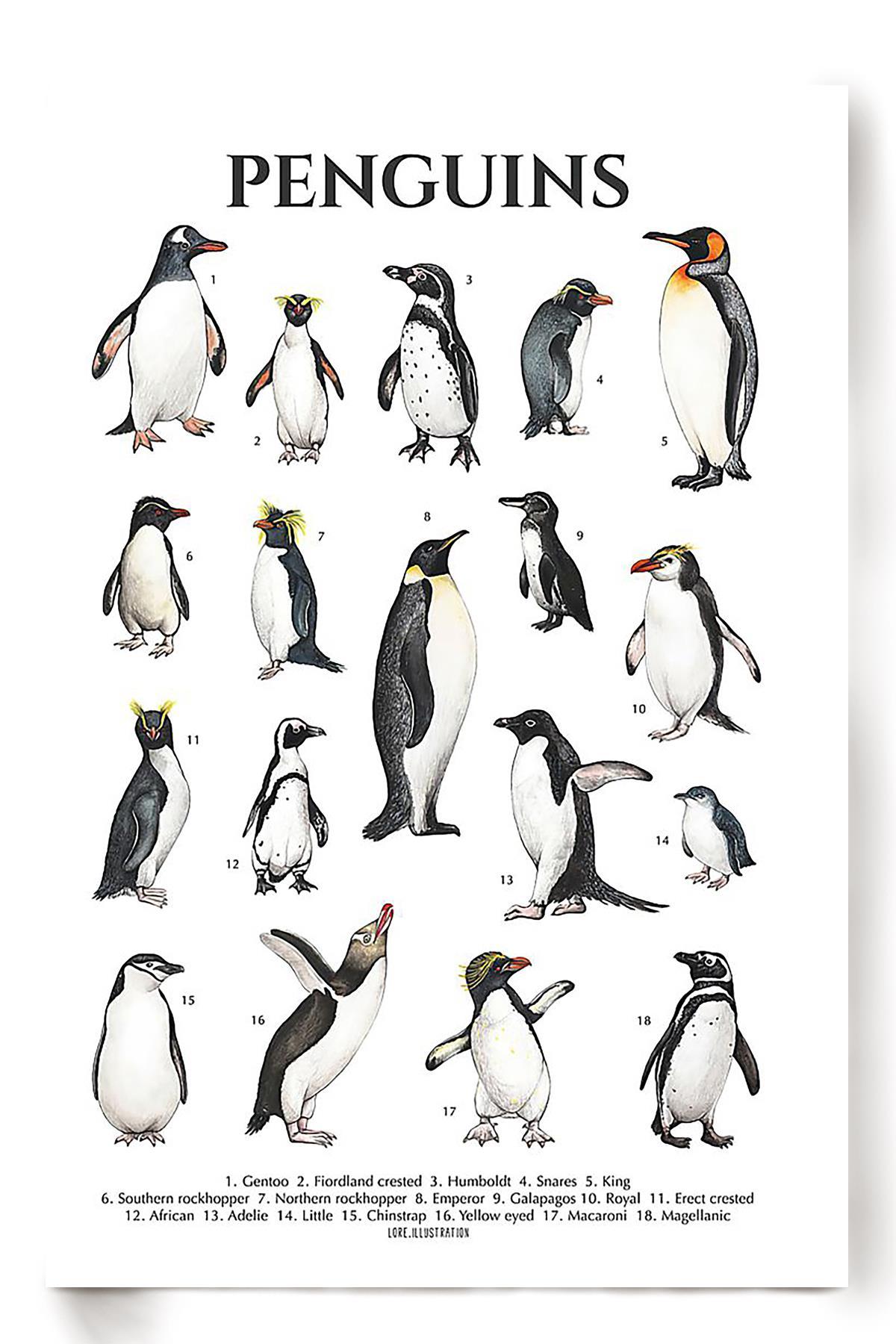 Types Of Penguins In The World Penguin Knowlegde For Education ...