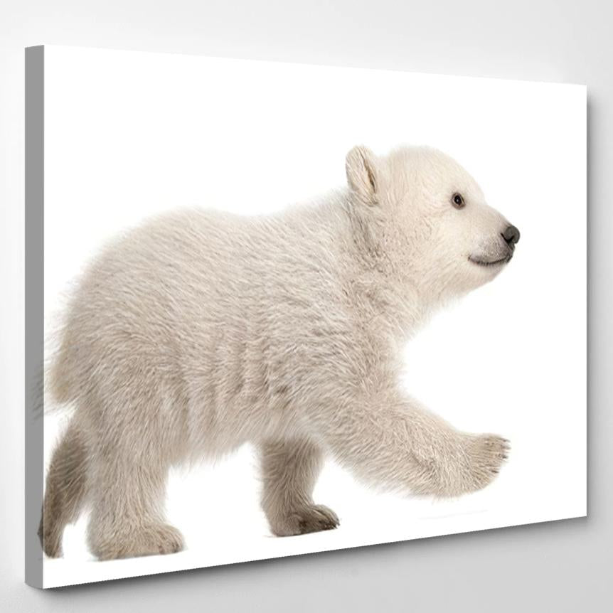 Polar Bear Cub Ursus Maritimus 3 1 1 – Bear Animals Canvas Print