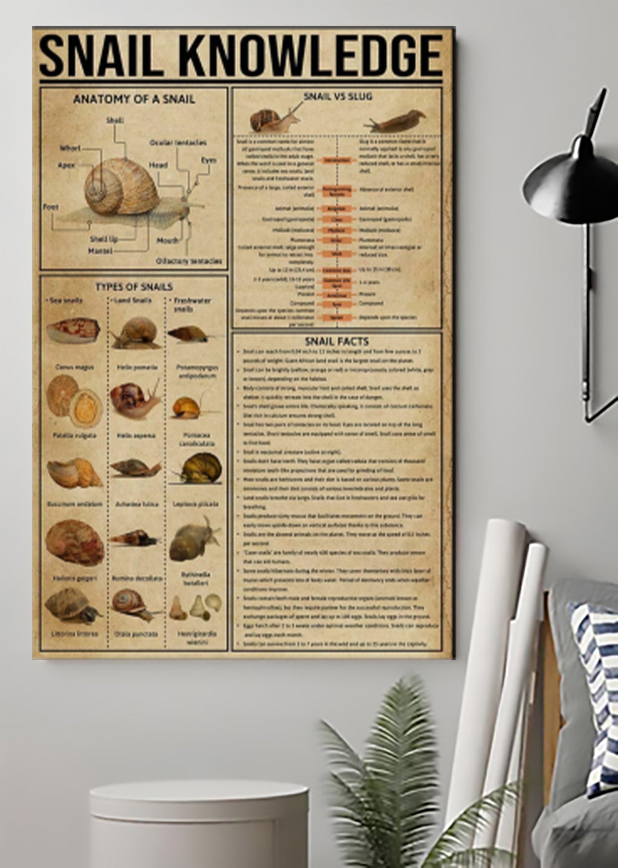 Snail Knowledge Poster Wild Animal Poster