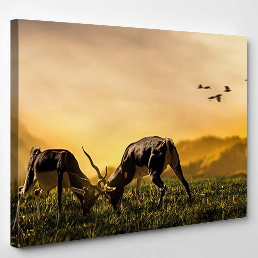 Two Deer Stags Fighting On Grassland – Deer Animals Canvas Print