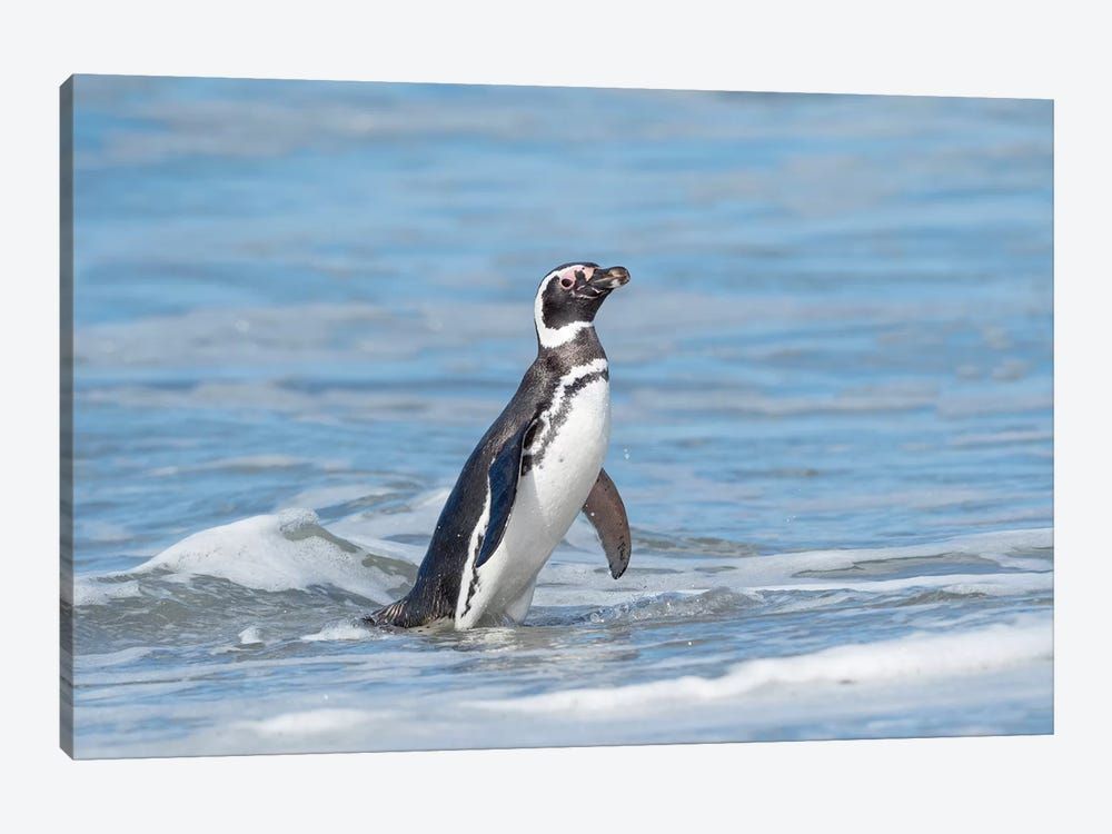 Magellanic Penguin, Falkland Islands. Canvas Poster 8″x12″ 12×18″ 18″x26″ 24″x36″ 30″x45″