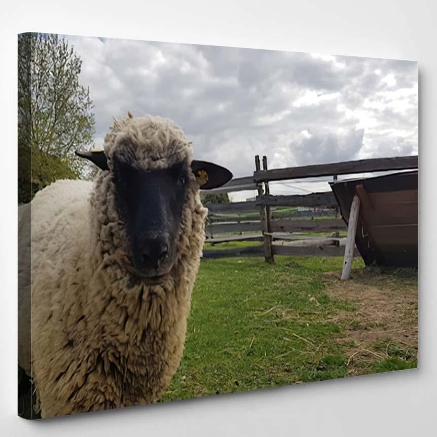 Whool Sheep Ground Perspective 1 – Bison Animals Canvas Print