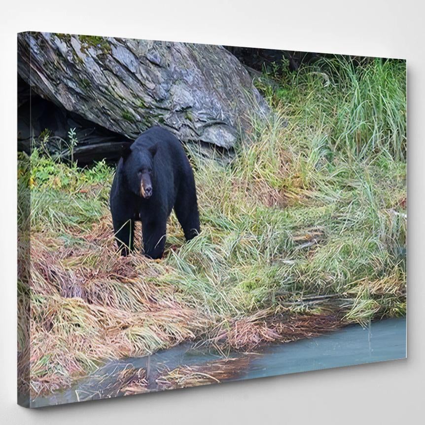 American Black Bear Ursus Americanus Alaska – Bear Animals Canvas Print