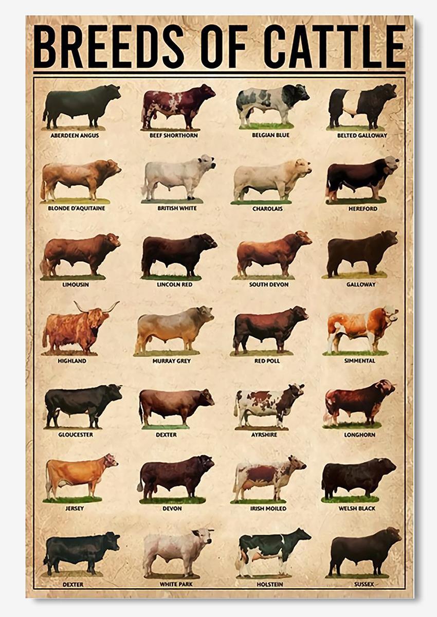 Breeds Of Cattle Animal Knowledge For Homeschool Nusery Kids Bedroom Decor Poster