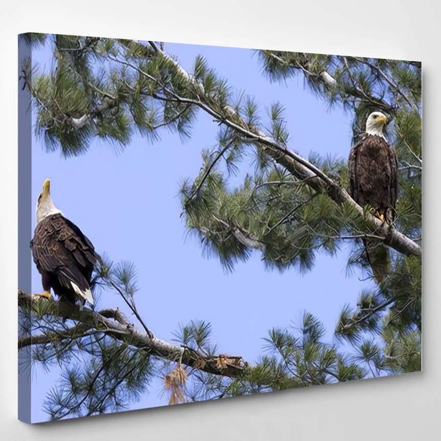 Two American Bald Eagles White Pine – Eagle Animals Canvas Print