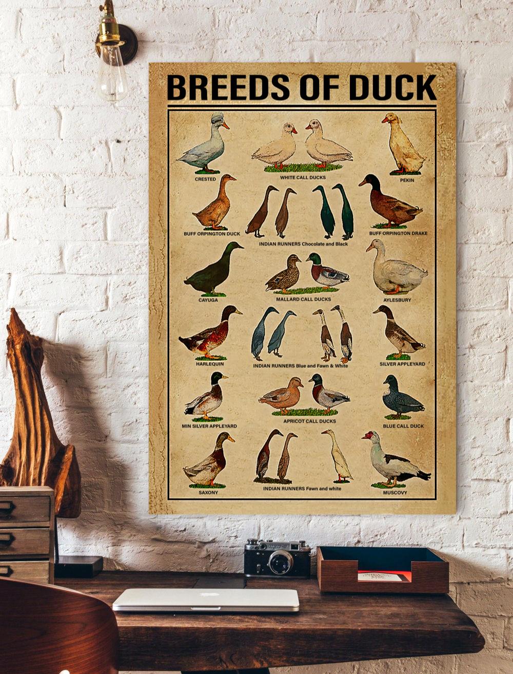 Breeds Of Duck Knowledge Vertical Print Poster