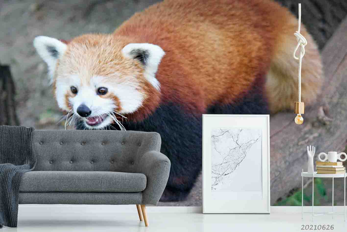 3D Animal Red Panda Wall Mural Wallpaper Lqh 22