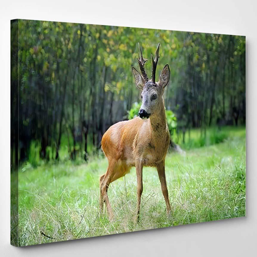 Young Roe Deer Standing Summer Forest – Deer Animals Canvas Print