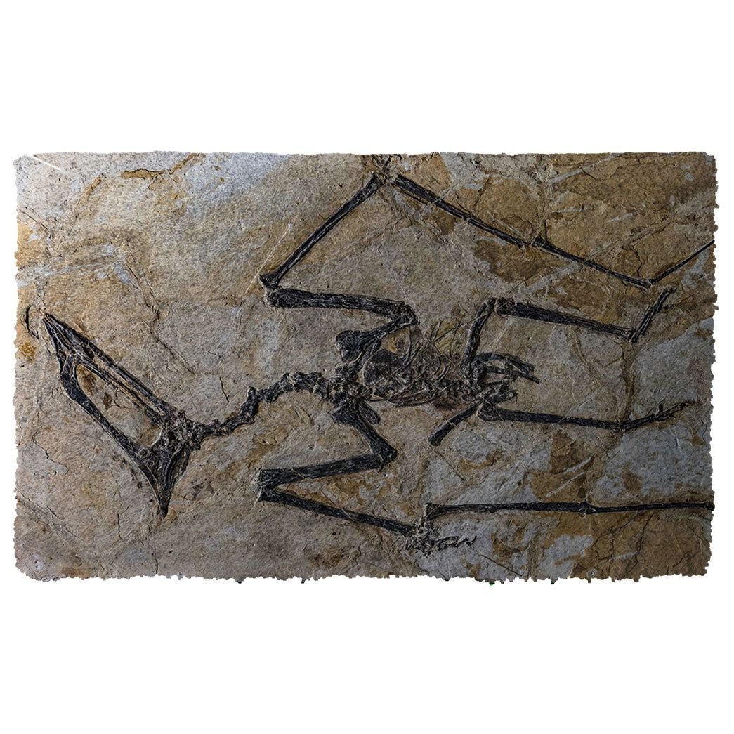 Alohazing 3D Flying Dinosaur Fossil Doormat