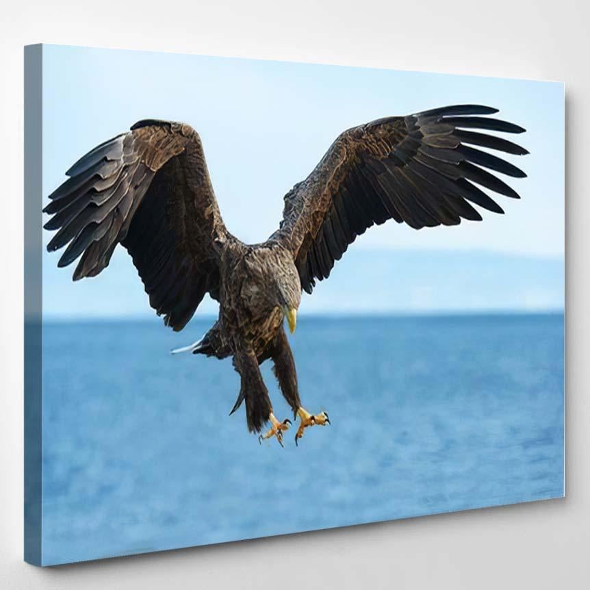 Adult White Tailed Eagle Flight Blue – Eagle Animals Canvas Print