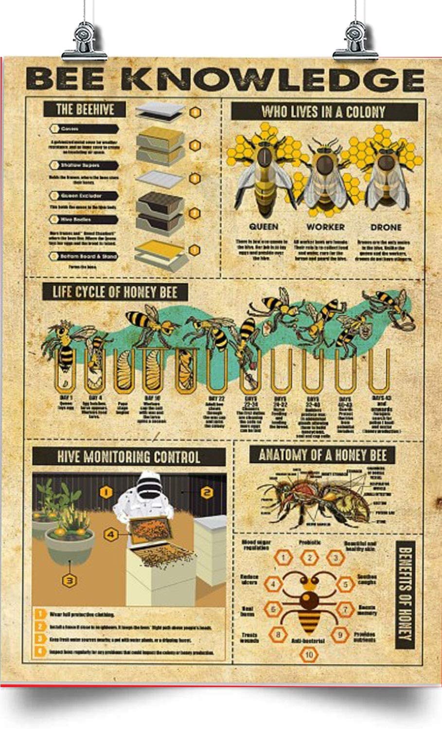 Bee Vertical Poster-Bee Knowledge-Home Decoration Poster, Wall Poster ...