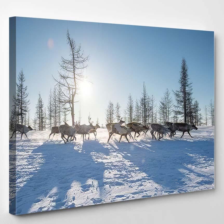 Running Herd Reindeer Russia Siberia Yamal – Deer Animals Canvas Print