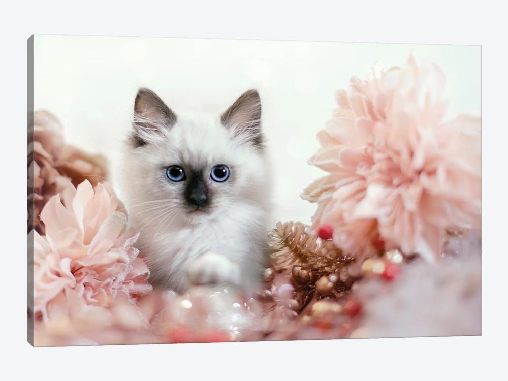 Pretty In Pink Kitten Canvas Poster 8″x12″ 12×18″ 18″x26″ 24″x36″ 30″x45″