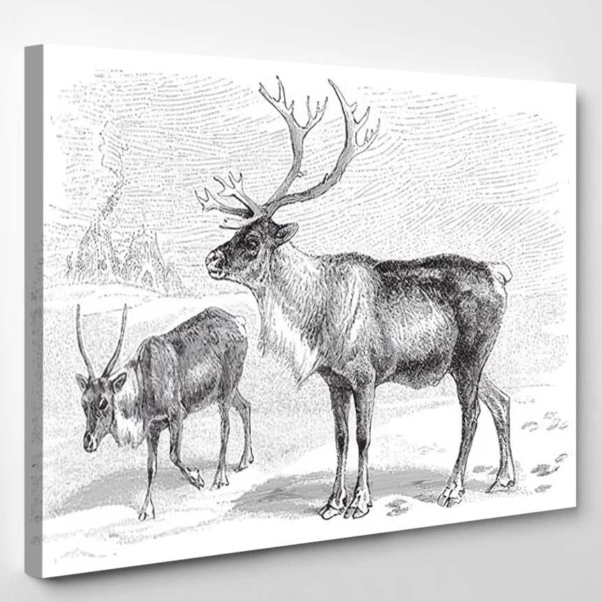 Reindeer Rangifer Tarandus Vintage Illustration Meyers – Deer Animals Canvas Print