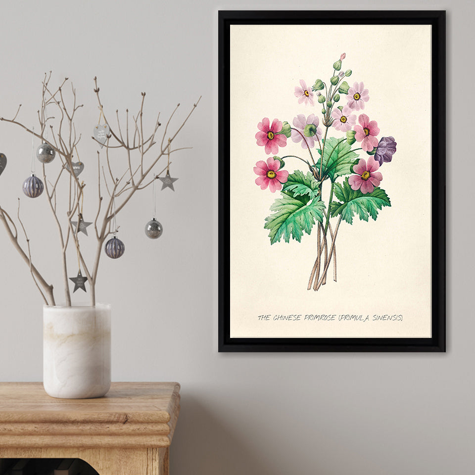 Primula Sinensis Framed Canvas Print – Canvas Painting, Canvas Art, Wall Art, Wall Decor