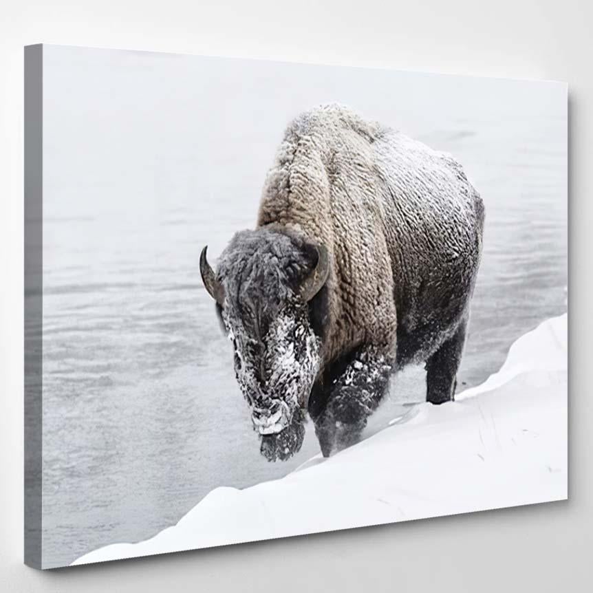 American Bison 15 – Bison Animals Canvas Print