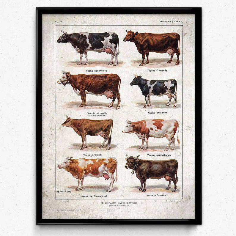 Cows Breeds Vintage Print 1 – Cow Poster – Cow Art – Cow Picture – Cow Illustration – Kitchen Decor – Kitchen Art – Farm – Larousse (Vp1056)