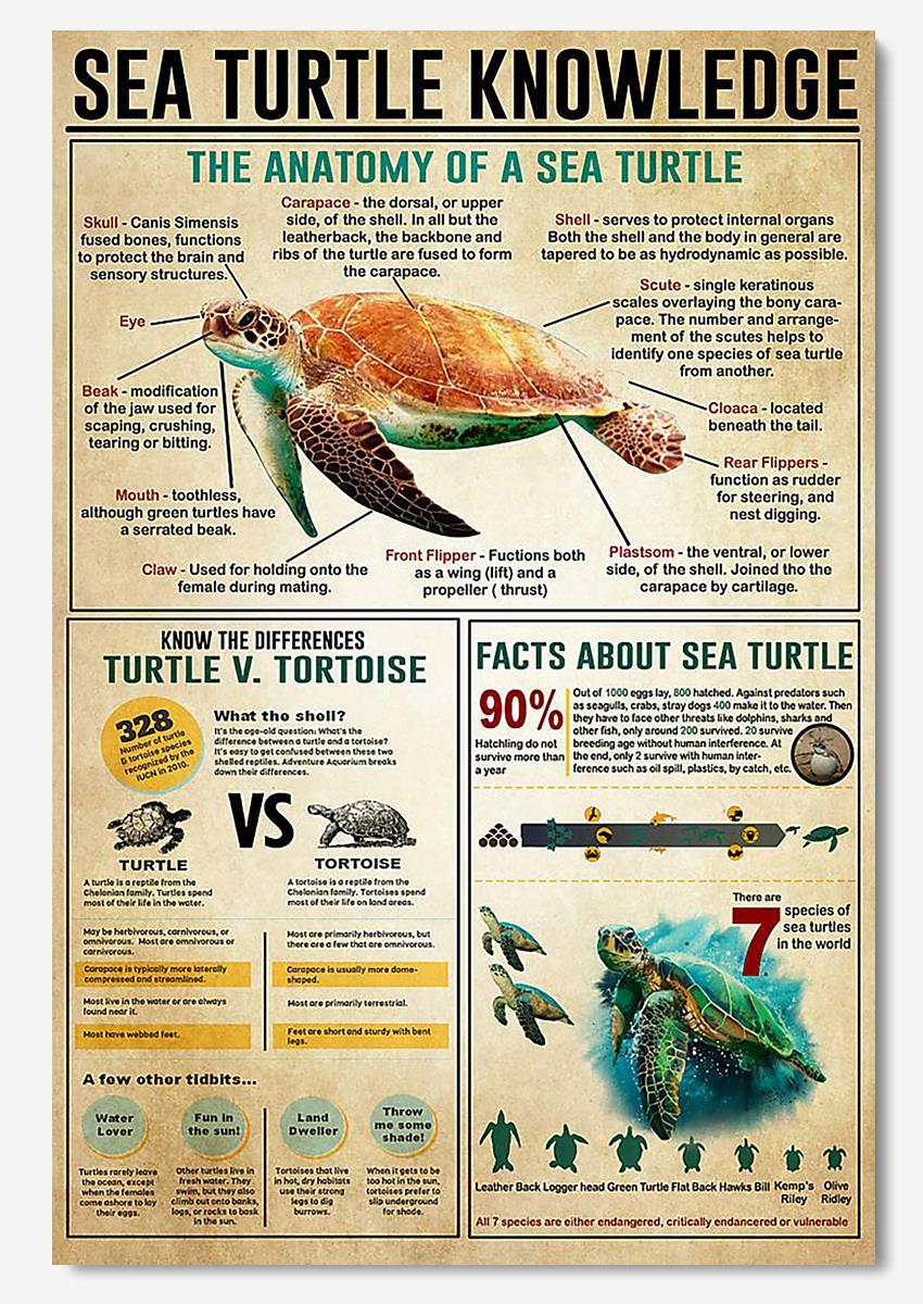 Sea Turtle Basic Information Animal Knowledge Wall Art For Homeschool Home Decor Poster