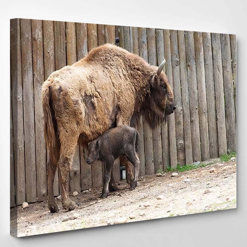 Wild Bison Cub Near Fence Spring – Bison Animals Canvas Print