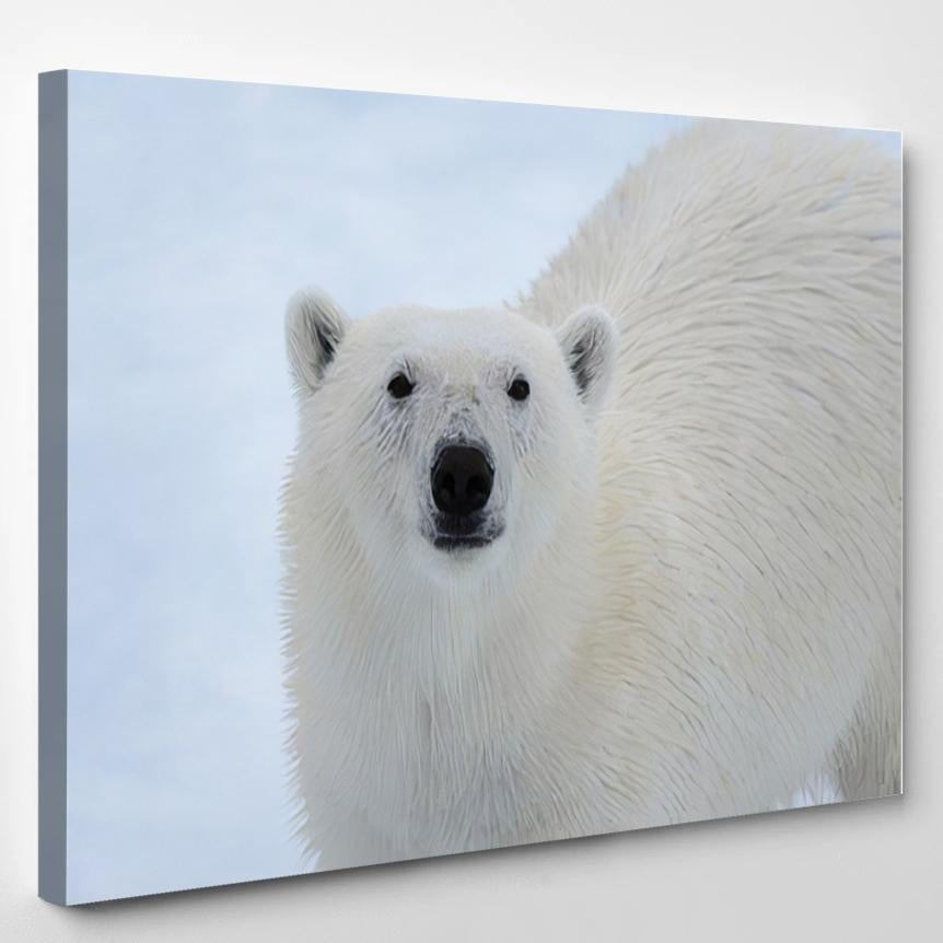 Polar Bears Ursus Maritimus Head Close – Bear Animals Canvas Print