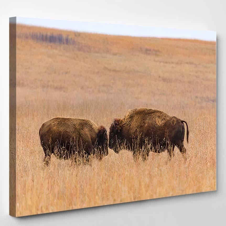 Two American Bison Face Each Other – Bison Animals Canvas Print