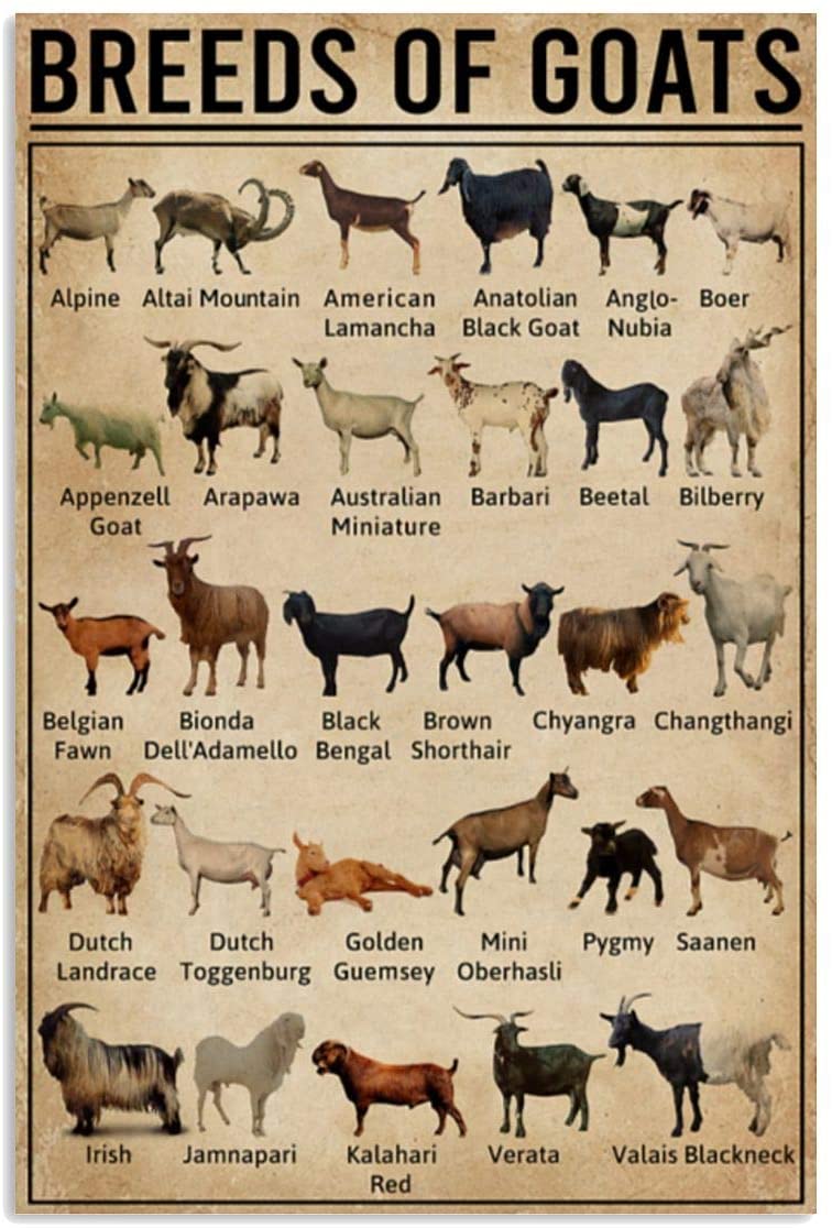 Vintage Breeds Of Goats Poster Art Print      Home Decor Gift For Men Women Family Friend On Birthday Xmas