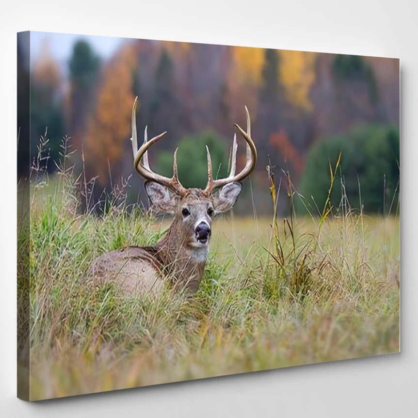 Whitetailed Deer Buck Resting Grass During – Deer Animals Canvas Print