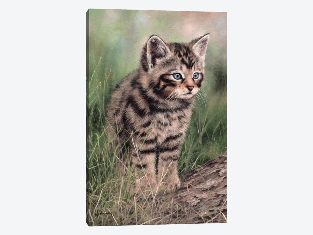 Scottish Wildcat Kitten Canvas Poster 8″x12″ 12×18″ 18″x26″ 24″x36″ 30″x45″