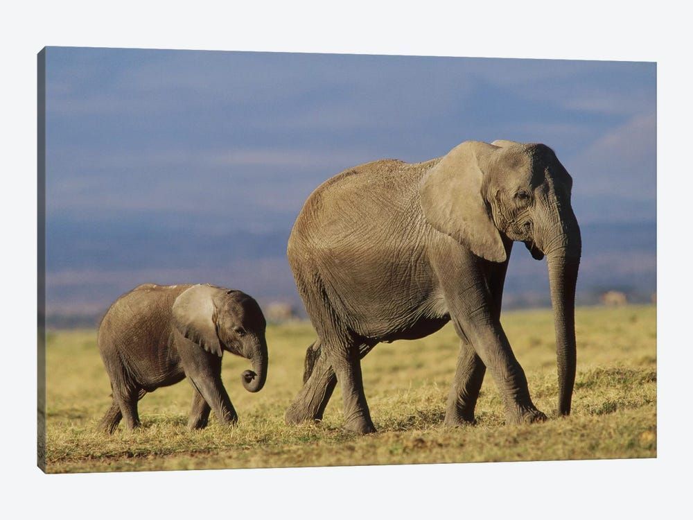 African Elephant Mother Leading Calf, Kenya II Canvas Poster 8″x12″ 12×18″ 18″x26″ 24″x36″ 30″x45″