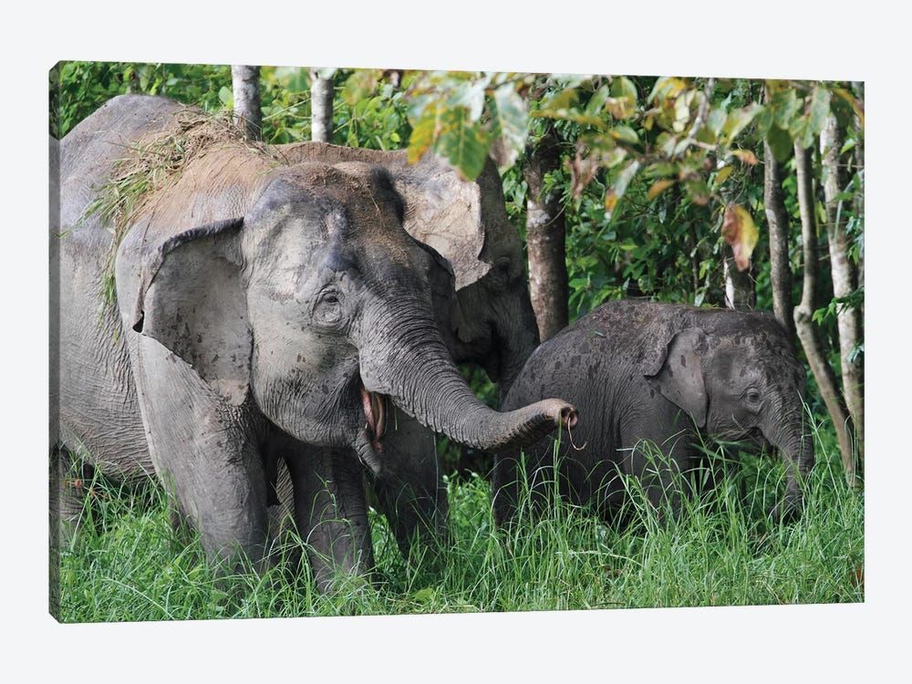 Asian Elephant Mother And Baby, Saba, Malaysia Canvas Poster 8″x12″ 12×18″ 18″x26″ 24″x36″ 30″x45″