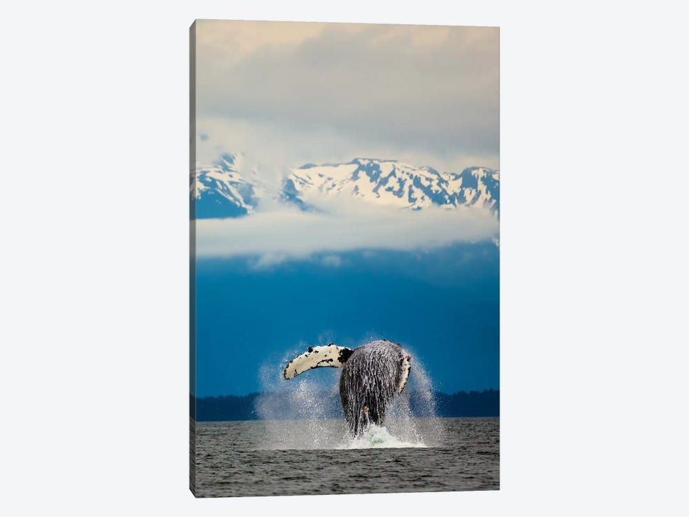 Breaching Whale in Alaska Canvas Poster 8″x12″ 12×18″ 18″x26″ 24″x36″ 30″x45″