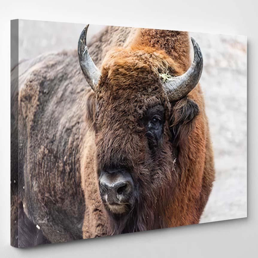 Portrait European Bison Bonasus – Bison Animals Canvas Print