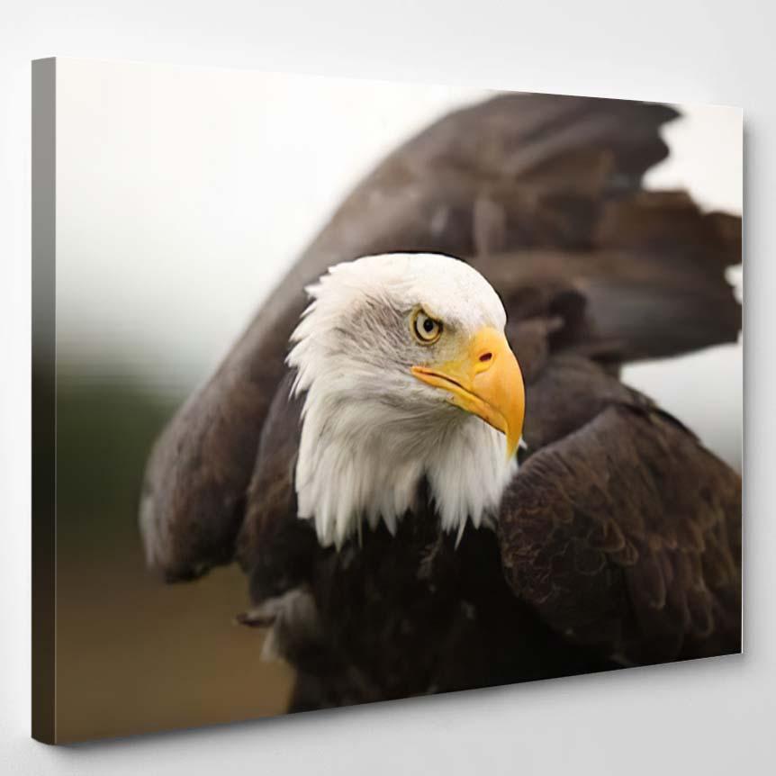 Portrait Bald Eagle 4 – Eagle Animals Canvas Print