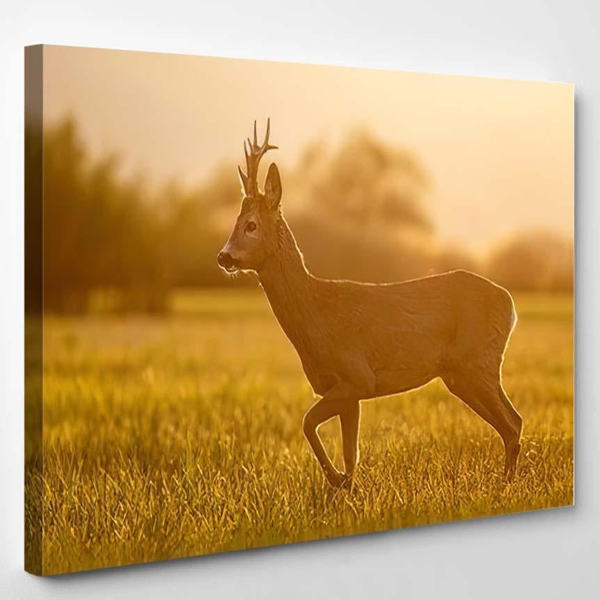 Roe Deer Capreolus Buck Spring Time – Deer Animals Canvas Print