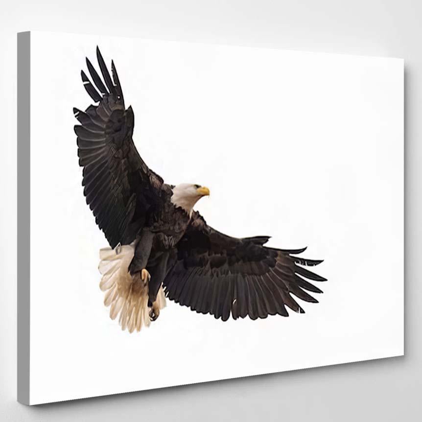 American Bald Eagle Coming Landing – Eagle Animals Canvas Print