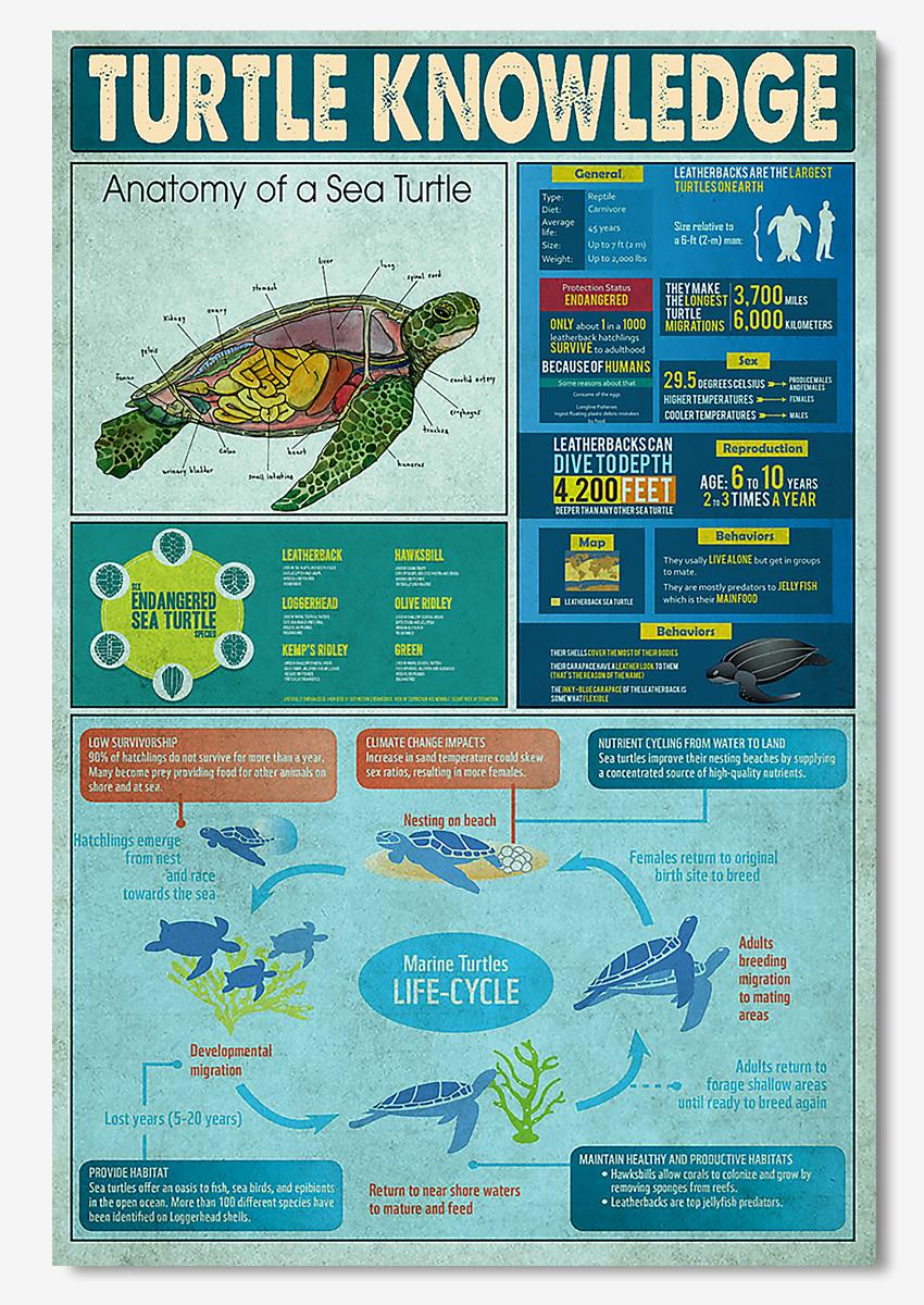 Turtle Knowledge Animal Wall Art For Lab Classroom Decor Poster