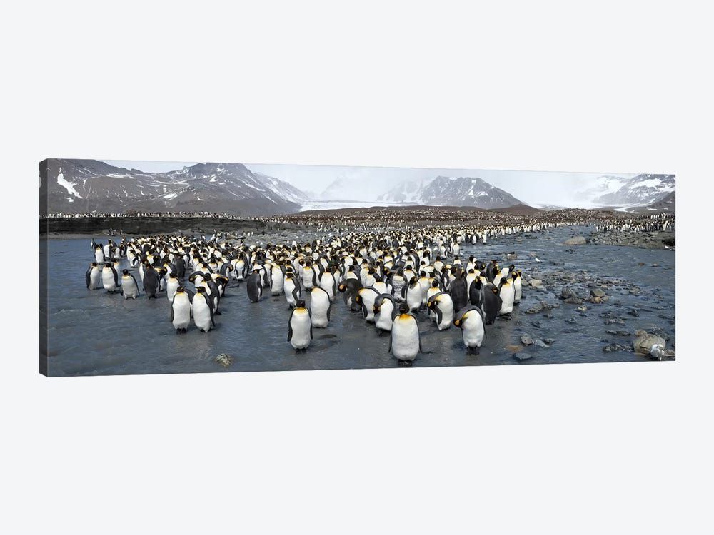 King penguins (Aptenodytes patagonicus) colony, St Andrews Bay, South Georgia Island Canvas Poster 8″x12″ 12×18″ 18″x26″ 24″x36″ 30″x45″