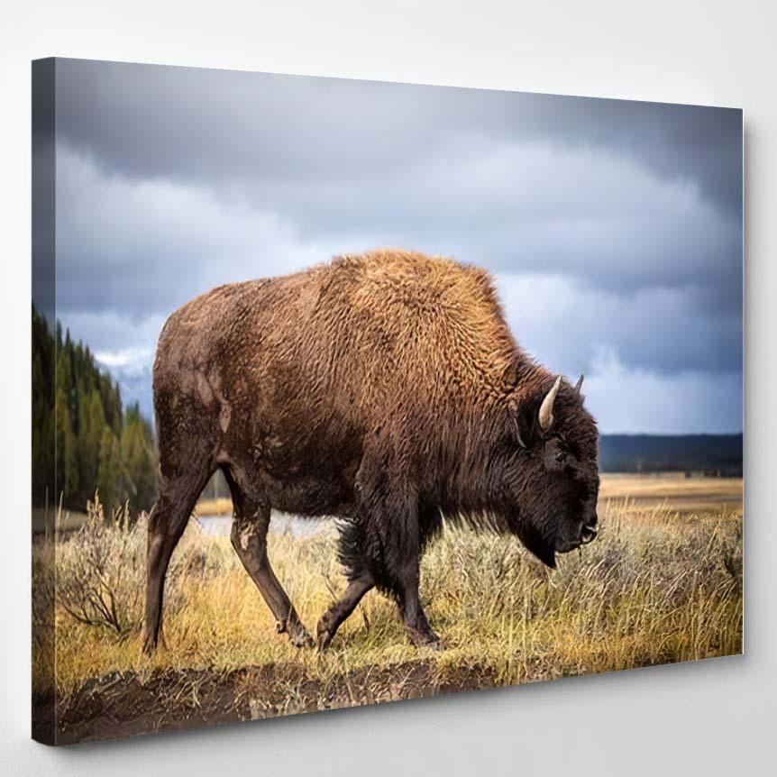 American Bison Walking Looking Food Yellowstone – Bison Animals Canvas Print