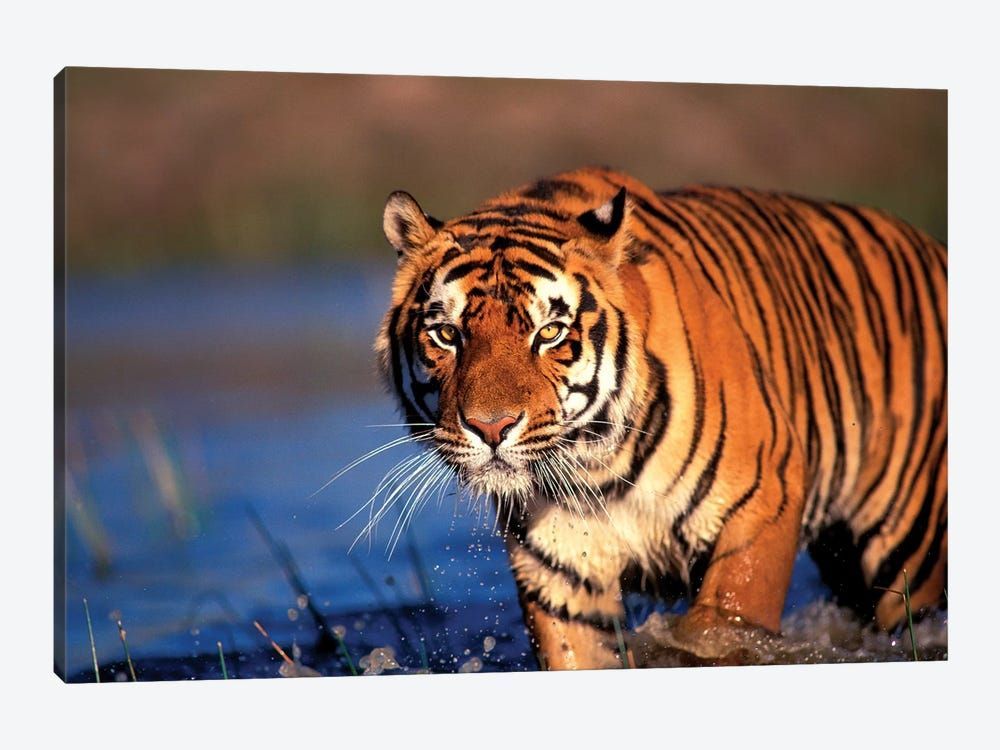 Bengal Tiger, India Canvas Poster 8″x12″ 12×18″ 18″x26″ 24″x36″ 30″x45″