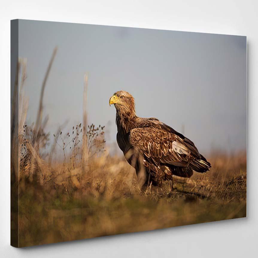 Whitetailed Eagle Haliaeetus Albicilla Resting On – Eagle Animals Canvas Print