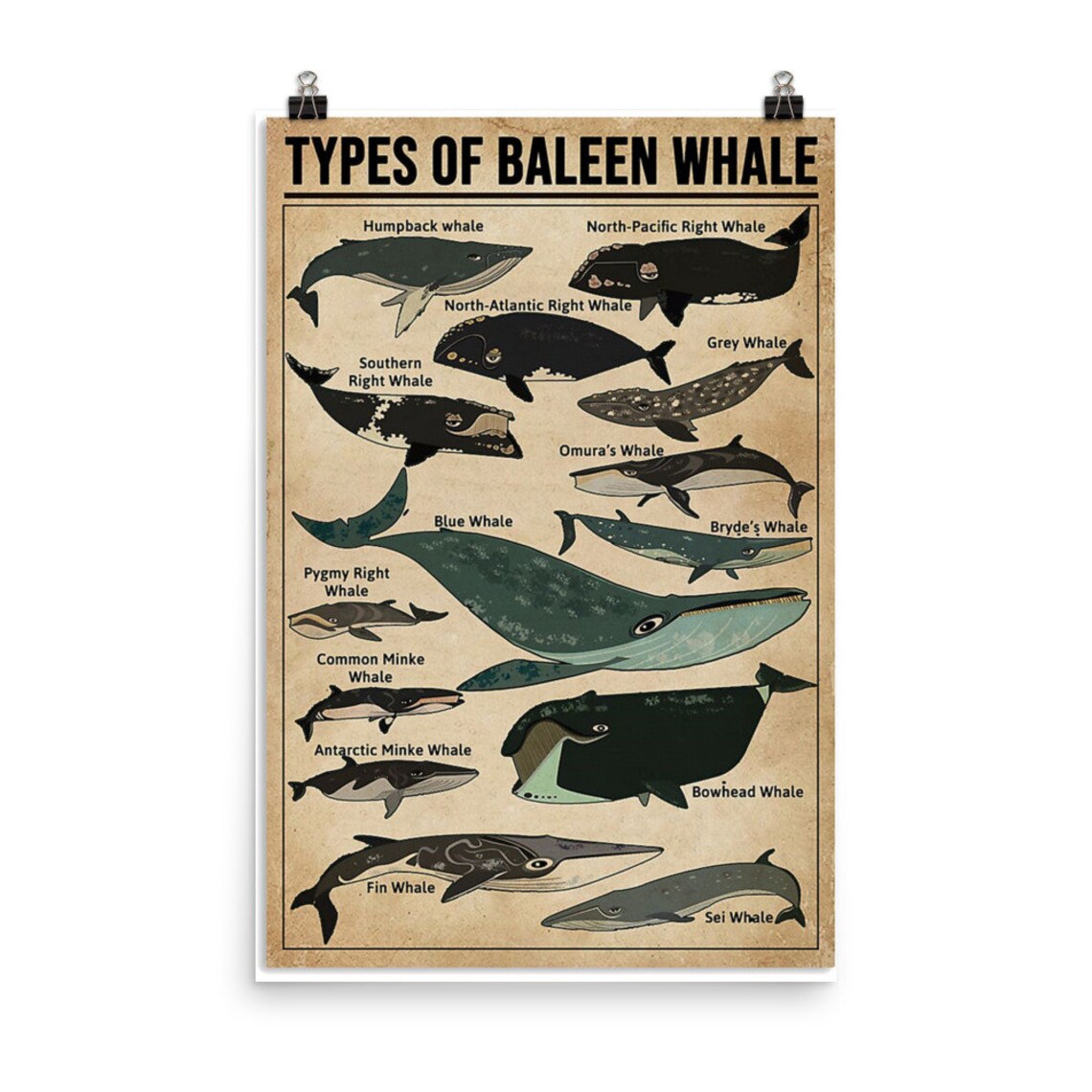 Types Of Baleen Whale Vertical Poster