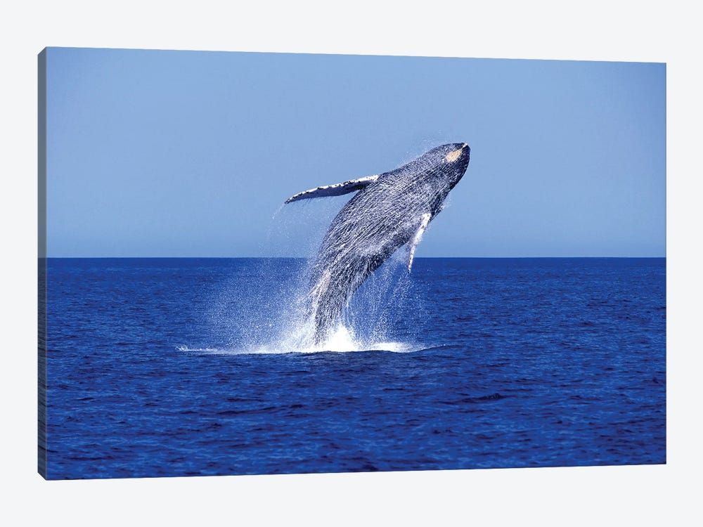 Humpback Whale Breaching In The Lower Gulf Of California, Mexico Canvas Poster 8″x12″ 12×18″ 18″x26″ 24″x36″ 30″x45″