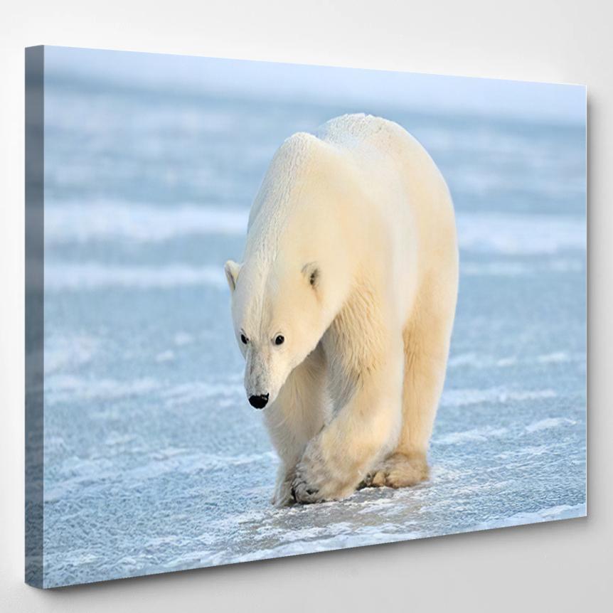 Polar Bear Walking On Blue Ice – Bear Animals Canvas Print